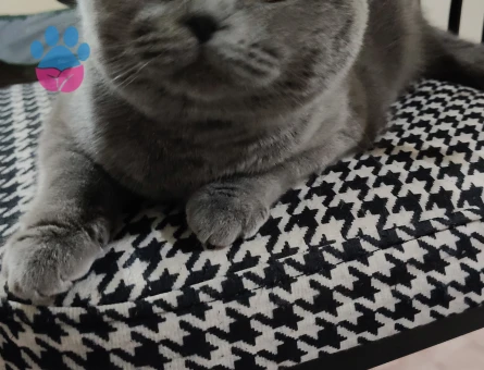 British Kızıma eş arıyorun