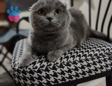 British Kızıma eş arıyorun