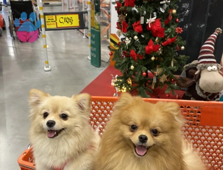 Pomeranian oğluma eş arıyoruz