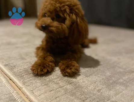 1.450 gr Kore Poodle Oğluma Eş Arıyorum