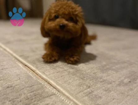 1.450 gr Kore Poodle Oğluma Eş Arıyorum