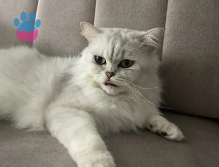 British longhair erkek (dişi kedi arıyoruz)