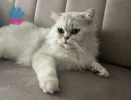 British longhair erkek (dişi kedi arıyoruz)
