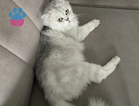 British longhair erkek (dişi kedi arıyoruz)