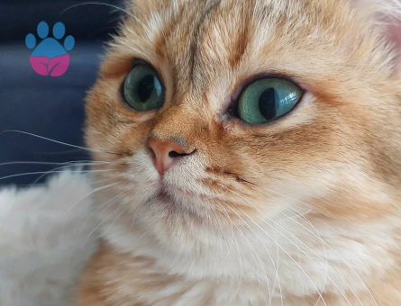 British Shorthair Golden kızıma erkek eş arıyorum