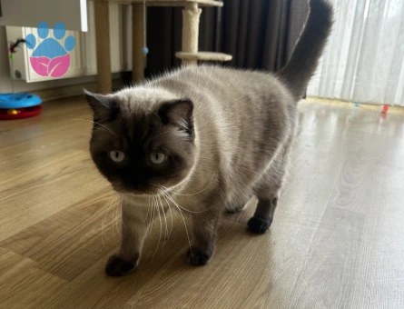 Erkek kedimize Dişi aday arıyoruz.