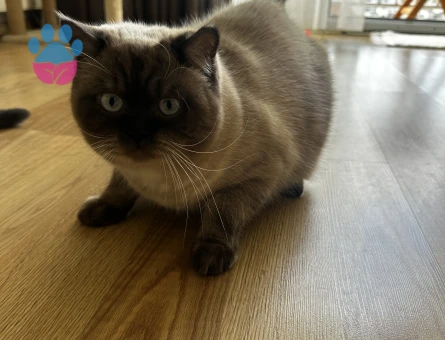 Erkek kedimize Dişi aday arıyoruz.