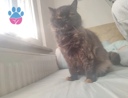 Eş Arıyorum Kızıma