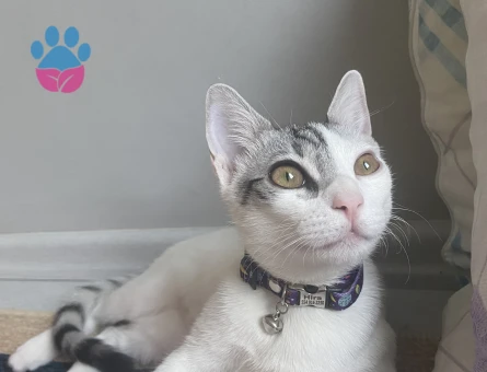 Tekir cinsi kızıma eş arıyorum