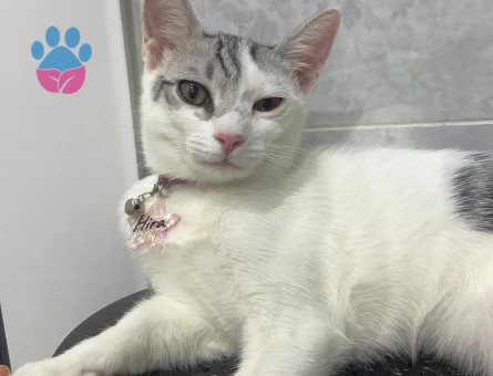 Tekir cinsi kızıma eş arıyorum