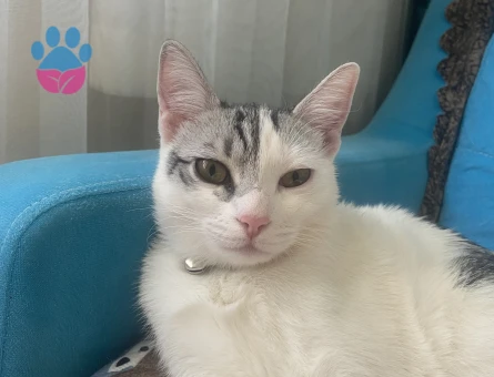 Tekir cinsi kızıma eş arıyorum