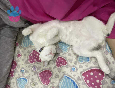 Tekir cinsi kızıma eş arıyorum