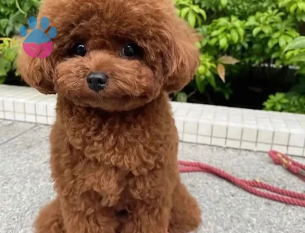 Teacup Kore Oğluma Eş Arıyorum