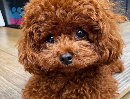 Teacup Kore Oğluma Eş Arıyorum