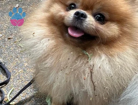 Orange Erkek Ayı Surat Oğlumuz