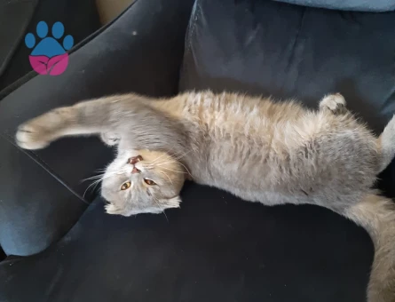 Bitişik oğlumuza es arıyoruz