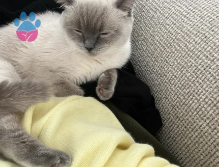 Blue point kedimize eş