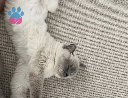 Blue point kedimize eş