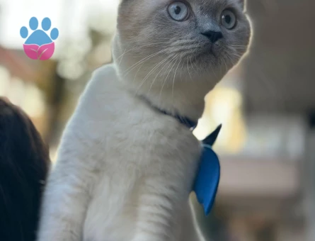 British Blue Point 8 aylık