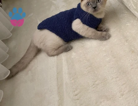 British Blue Point 8 aylık