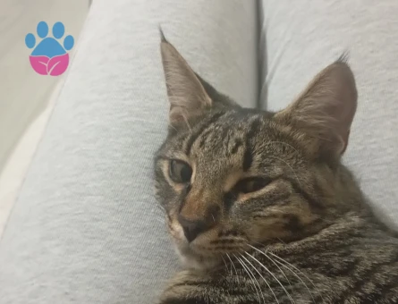 Tekir dişi kızıma eş arıyorum