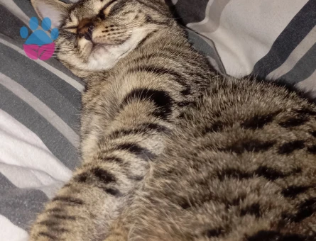 Tekir dişi kızıma eş arıyorum