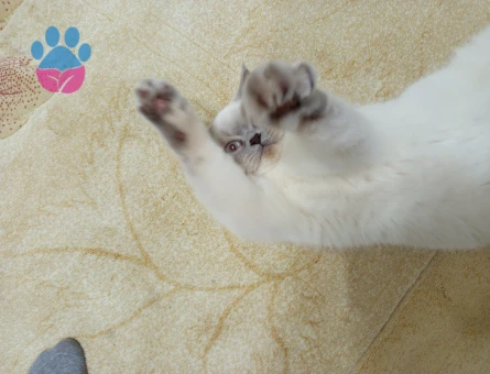 BRİTİSH SHORTHAİR BLUE POİNT