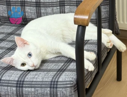 VAN KEDİSİ OĞLUMUZA EŞ ARIYORUZ