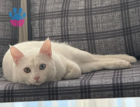 VAN KEDİSİ OĞLUMUZA EŞ ARIYORUZ