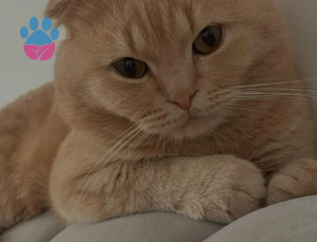 Oğlumuz Leo için eş arıyorum