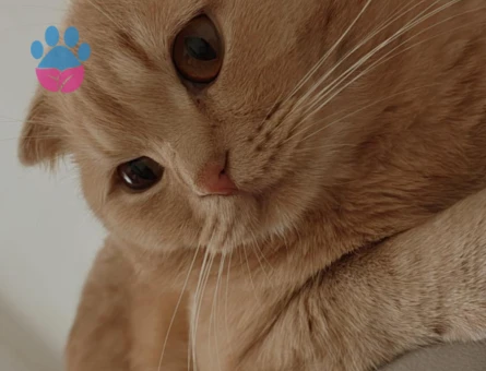 Oğlumuz Leo için eş arıyorum