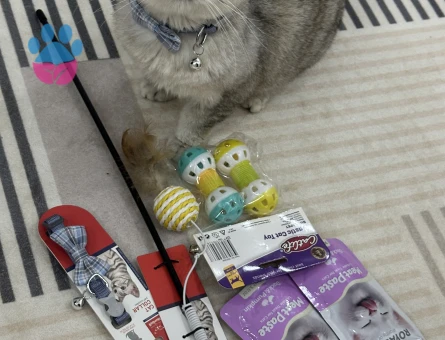 British Shorthair Erkek 1 Yaşında Eş Aranıyor