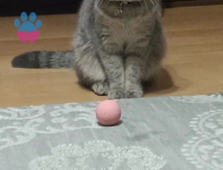 British Shorthair 1 Yaşında