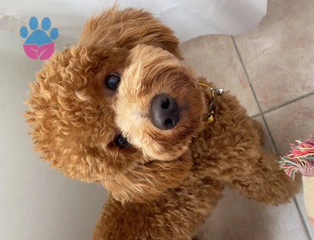 Toy Poodle 3 Yaşında Oğluma Eş Arıyorum