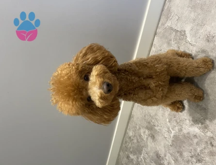 Toy Poodle 3 Yaşında Oğluma Eş Arıyorum