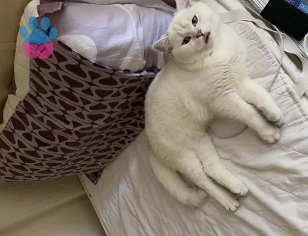 British Shorthair 2 Yaşında Kızgınlıkta