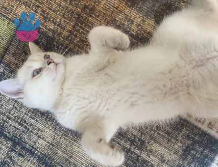 British Shorthair 2 Yaşında Kızgınlıkta