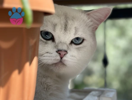 British Shorthair 2 Yaşında Kızgınlıkta