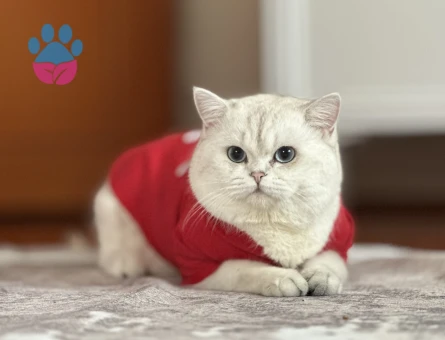 British Shorthair 2 Yaşında Kızgınlıkta