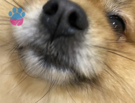 Pomeranian Boo 1 Yaşında Eş Arıyor