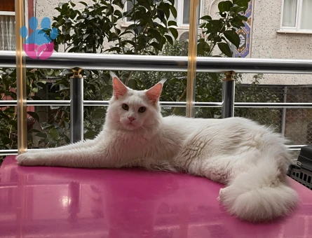 Maine coon 1 Yaşında Eş Arıyor