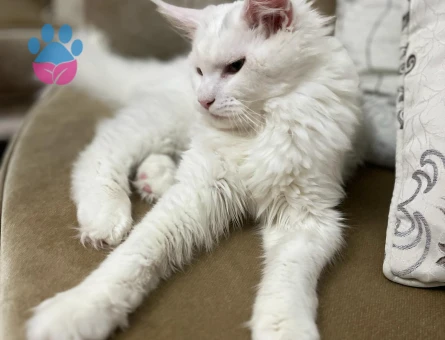 Maine coon 1 Yaşında Eş Arıyor