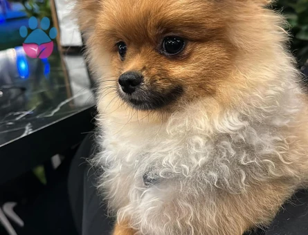 Pomeranian Boo 1 Yaşında Köpeğime Eş Arıyorum