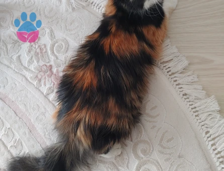 Minnoş kızımıza bir damat aranıyor