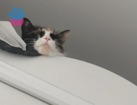 Minnoş kızımıza bir damat aranıyor