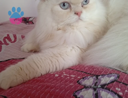 Paşam eş arıyorum