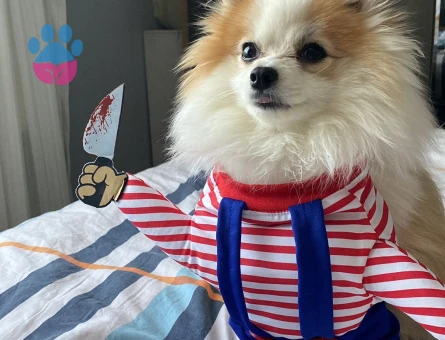 Pablo oğlumuza eş arıyoruz