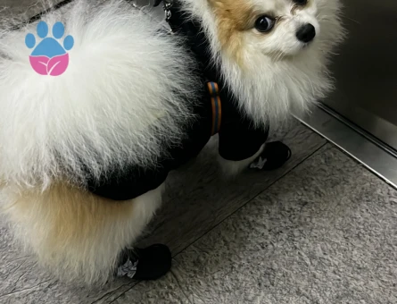 Pablo oğlumuza eş arıyoruz