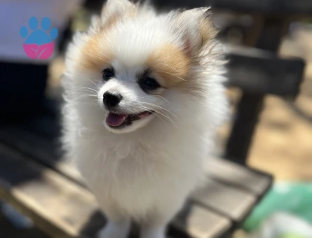 Pablo oğlumuza eş arıyoruz