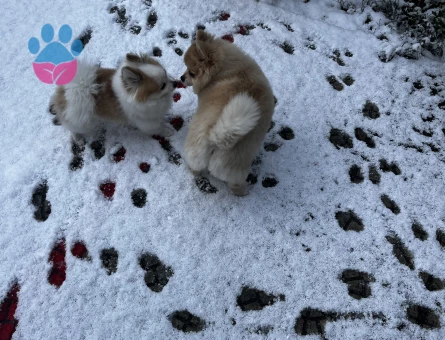 Pablo oğlumuza eş arıyoruz